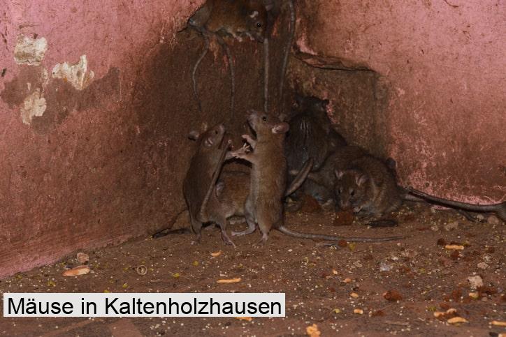Mäuse in Kaltenholzhausen
